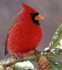 526933_443652682365681_856072005_n