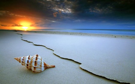 beautifull-shell-at-coast-wallpaper