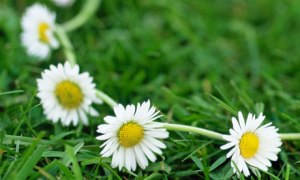 Daisy chain