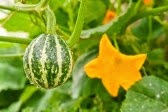 decorative-pumpkin-flower