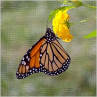 monarch_butterfly_on_flower_196954