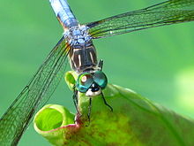 220px-Blue_Dasher_039