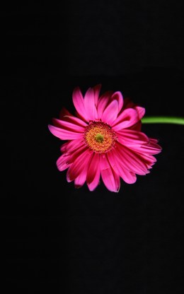 photo from free wallpaper for desktops