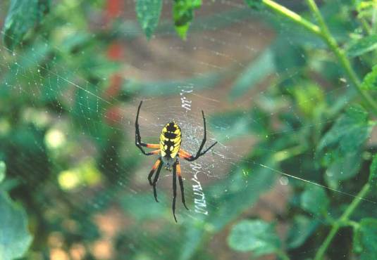 Argiope  image from www.fcps.edu
