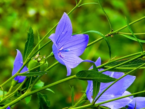 Chinese Bellflower 2