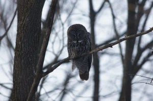 photo of Great Gray Owl by Alan Belford, lake placed.com