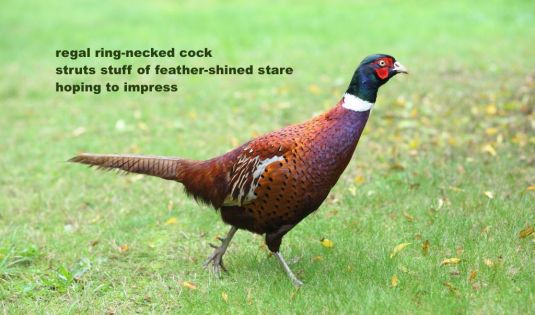 keeping-pheasants-51dff6695d617