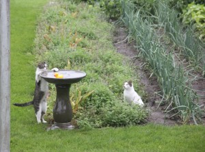 garden photo by lynn__