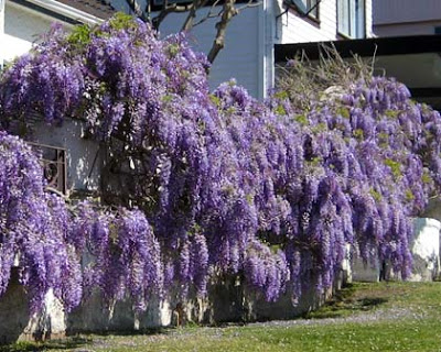 wisteria2