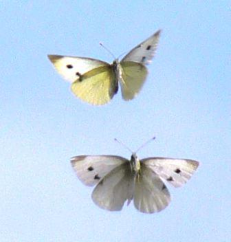 photo credit: lansing wild birds unlimited bloodspot