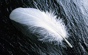 feather-967367__180