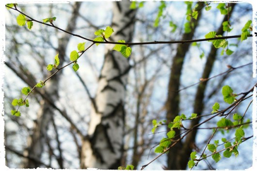 14348269043_113f378764_o_fotor