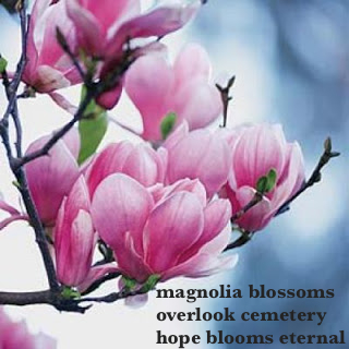 magnolia-1 copy