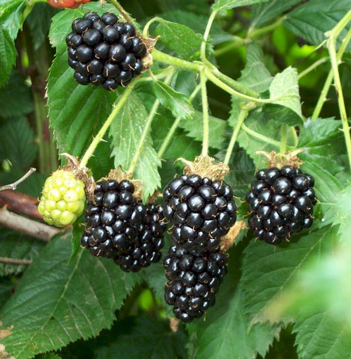 blackberry-4