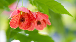how_to_grow_chinese_lanterns_abutilon_19sc8ub-19sc8uf