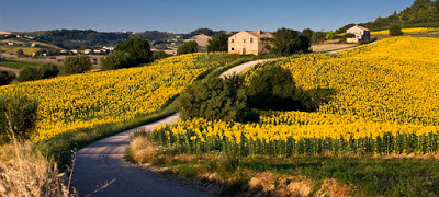 tuscany sunflowers