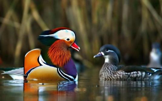 mandarin-ducks_000589