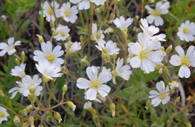 chickweed_-nps-320px-1
