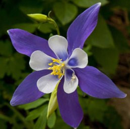 columbine_-ann-schanlou-320_1