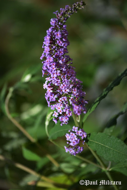 gentle-scent-of-lavender