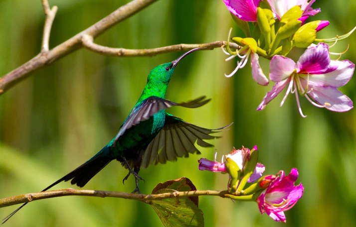 malachite-sunbird-louis-groenewald