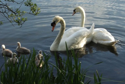 Swans - Swan Pictures and more on swans