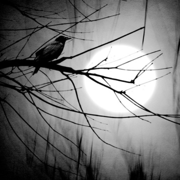 terror_at_night_06_hd_pictures_169935