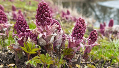 butterbur