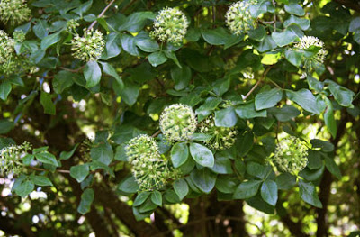 Eleutherococcus-flowers