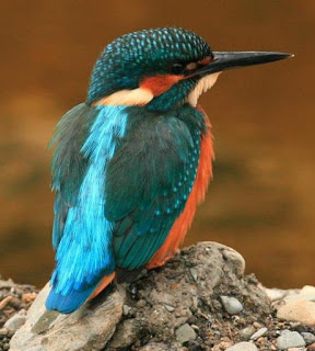 Kingfisher 45 (Noel Marry)