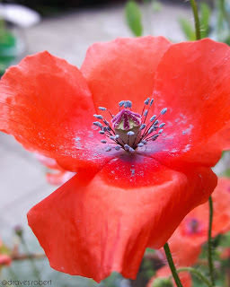 Red Poppy