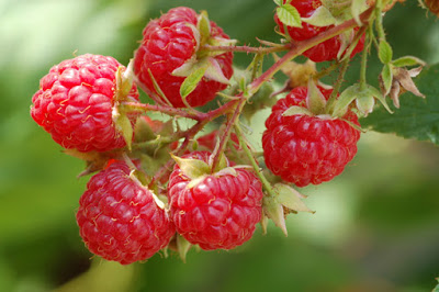 red-raspberries-636