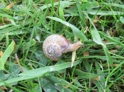 snail