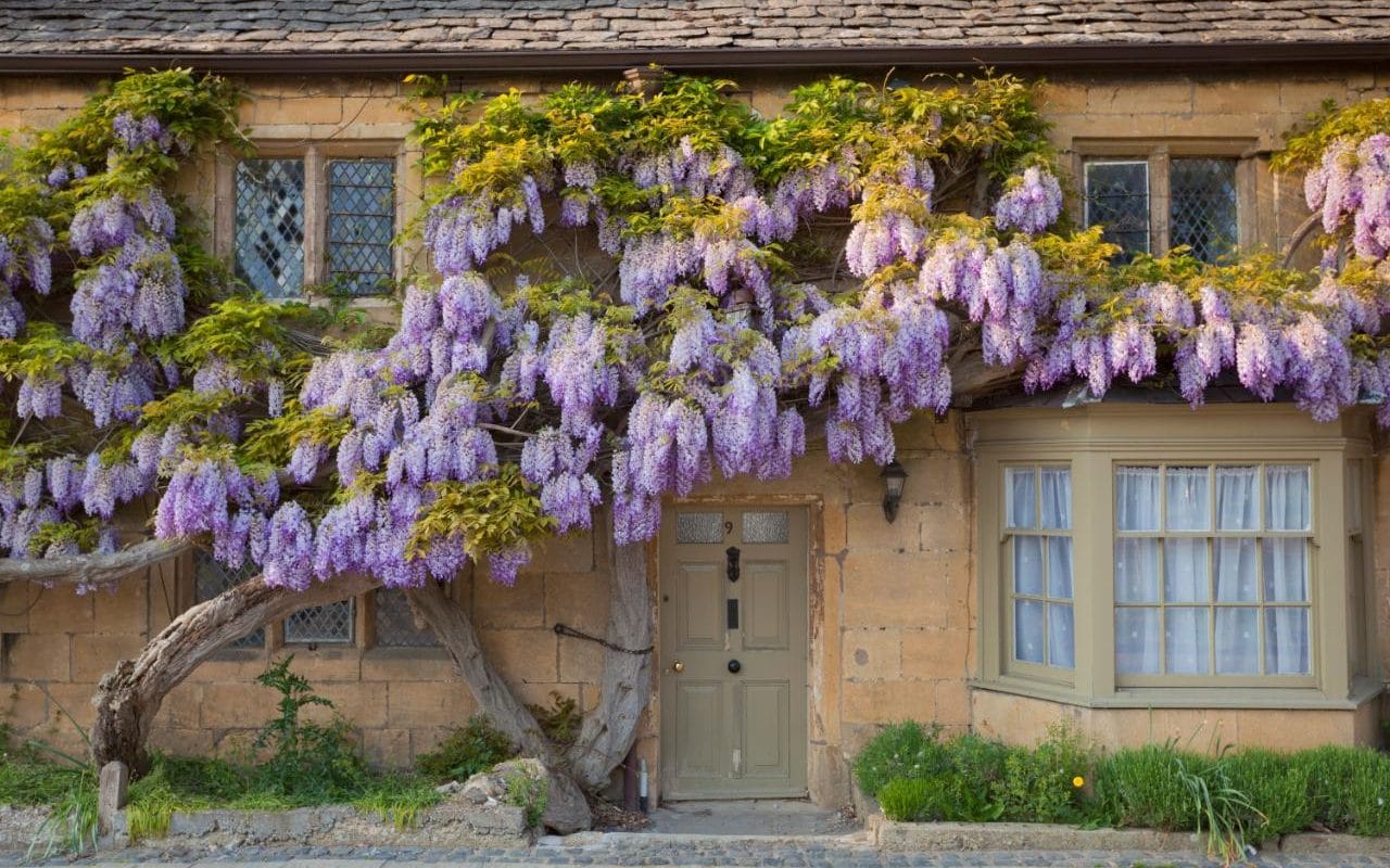 Wisteria-1