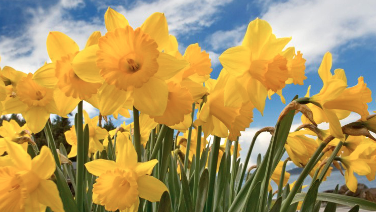 Screen Shot 2018-04-19 at 2.19.37 PM