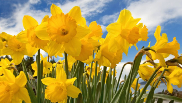 Screen Shot 2018-04-19 at 2.19.37 PM