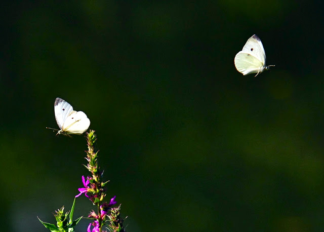 Pieris rapae Cabbage White Butterflies