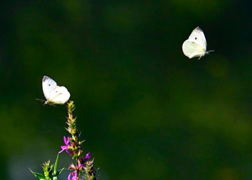 Pieris rapae Cabbage White Butterflies