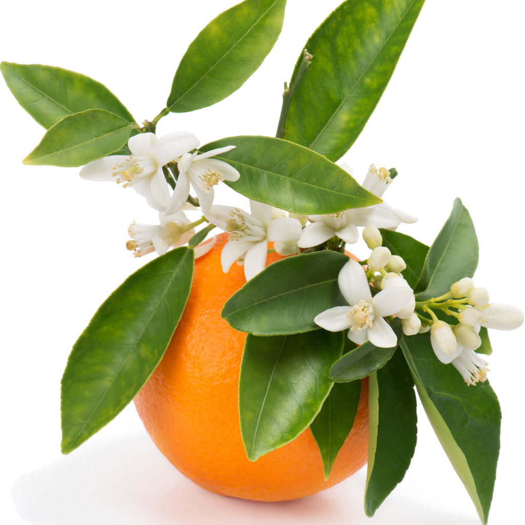 10503-Orange-Blossom-Thyme-Fragrance