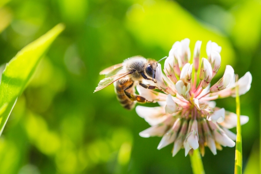 bee-working-on-white-clover-flower-close-up-picjumbo-com.jpg