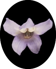 FTV-RBD-04215.jpg__w-200_h-280