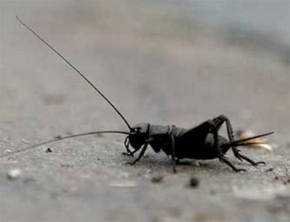 Black-field-cricket