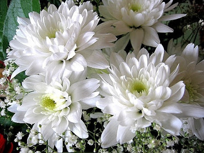 Chrysanthemum