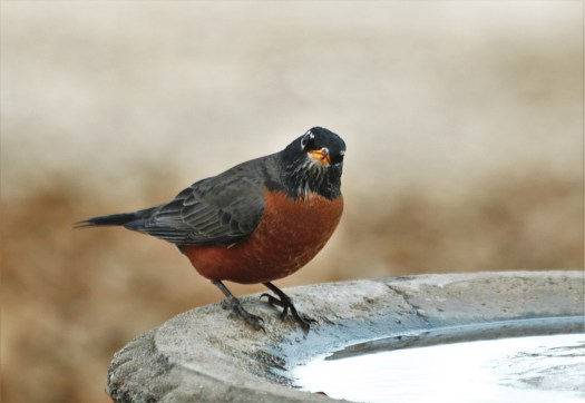 american-robin-at-bird-bath