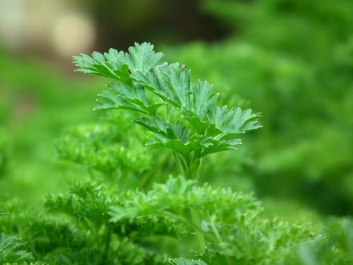 parsley-seasoning-salad-greens-60639