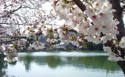 Lake_Biwa+and+Cherry+blossom