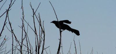 Crow