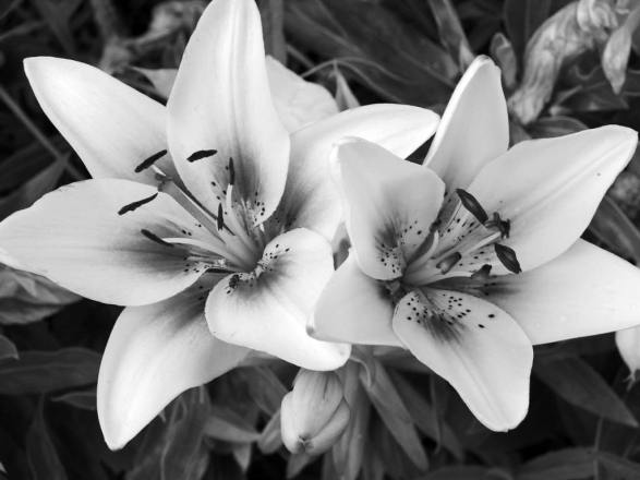 black-and-white-flowers-10