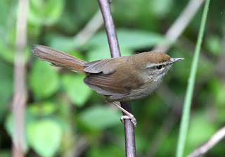 Bush+Warbler