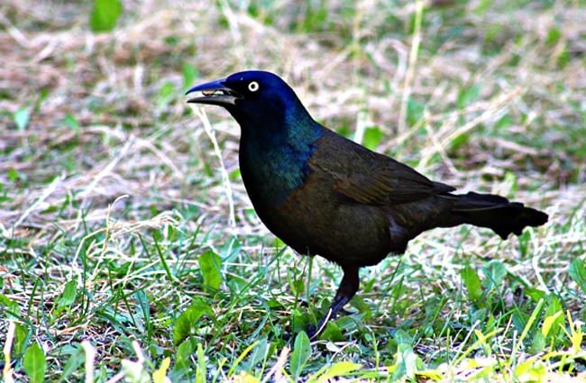 Grackle-1-650x425